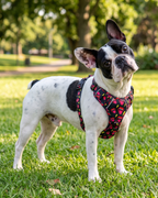 Arnés Todoterreno Rock Edition